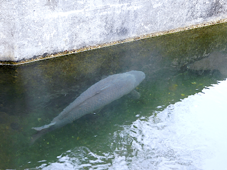 large fish in warm pond.png