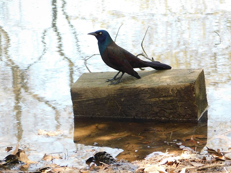 grackle side view.png