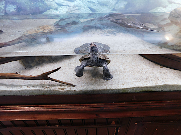 northern diamond back terrapin swimming better.png