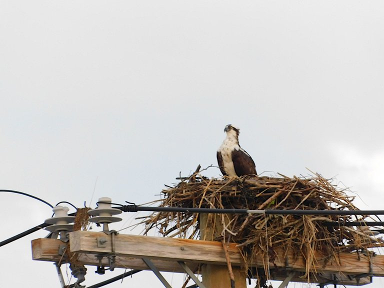 osprey in nest.png