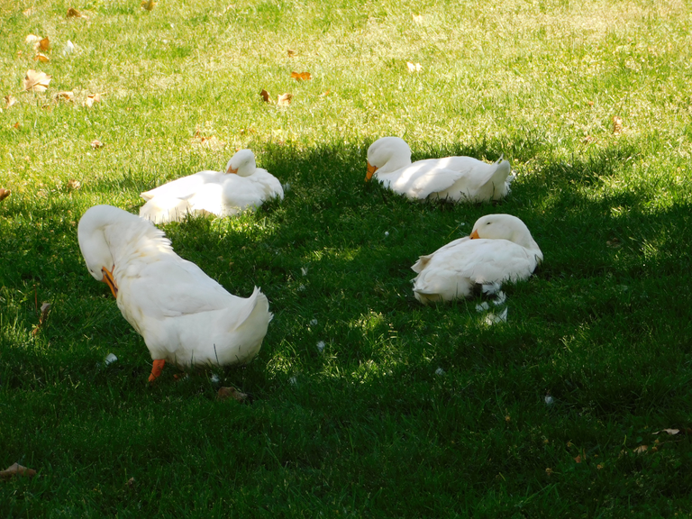three ducks resting.png