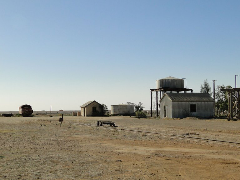 Emu_at_Marree Peterdownunder 4.0.JPG