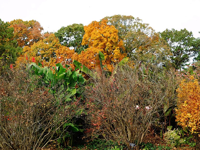 bushes without leaves.png