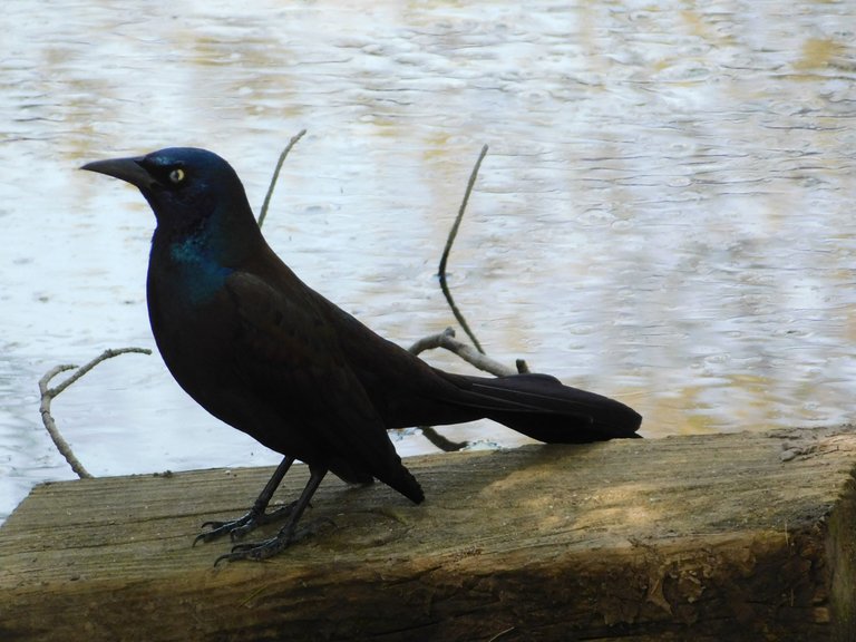 gracken looking almost black here.png