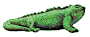 muelli iguana.png
