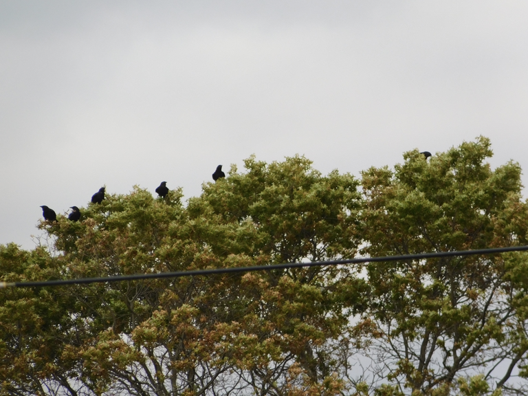 birds in tree.png