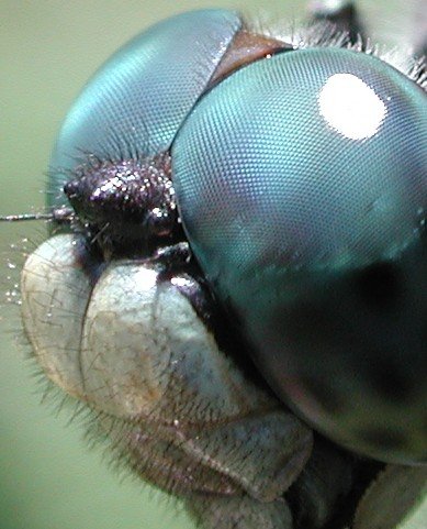 Dragonfly eye Author David L. Green 3.0.jpg