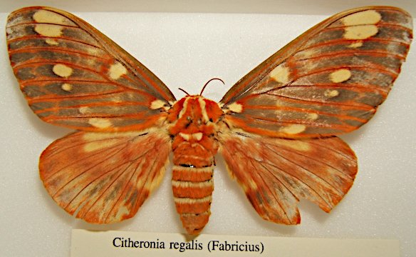 regal moth Citheronia_regalis_female_sjh Shawn Hanrahan at the Texas AM University 2.0.jpg