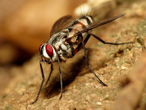 Tachinid Fly Katja Schulz from Washington, D. C., USA 2.0.jpg