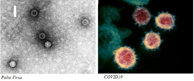 polio and COVID19.jpg
