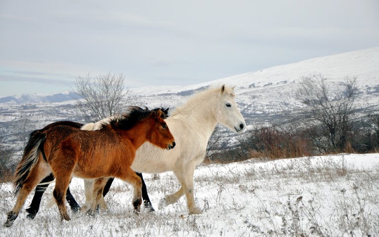 Wild_horses,_Šar_Mountains Aljabakphoto 4.0.jpg
