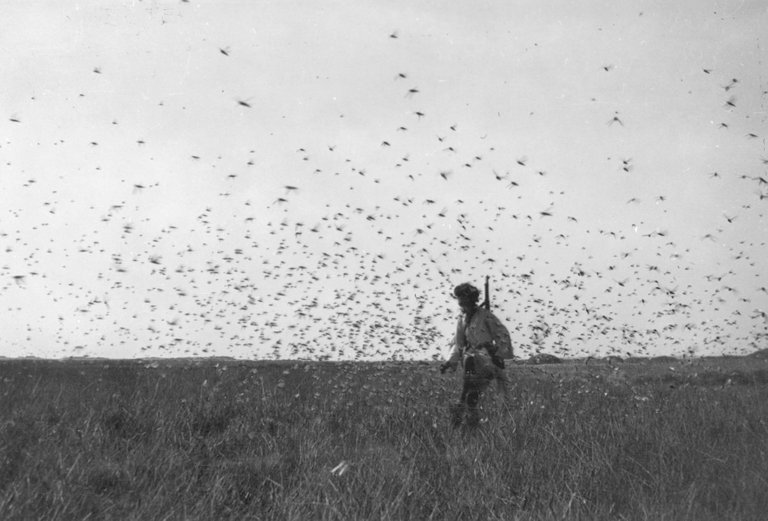 Locust swarm western sahara 1944 Eugenio Morales Agacino's Photographic Archive 3.0 share alike.jpg