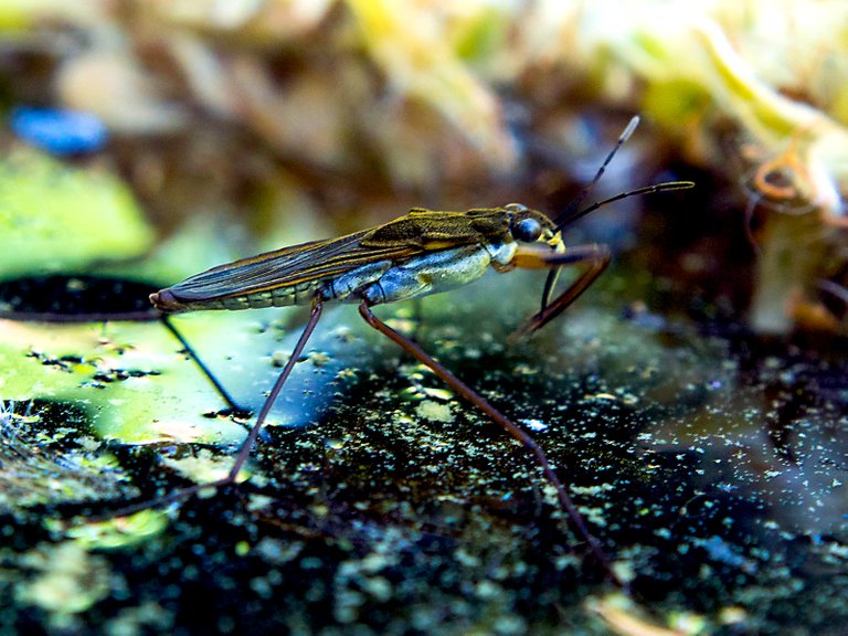 tegelerfliess common gerridae JoyofNature 4.0.jpg