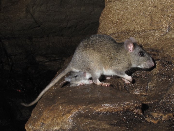 Allegheny woodrat Neotoma_magister Alan Cressler.jpg