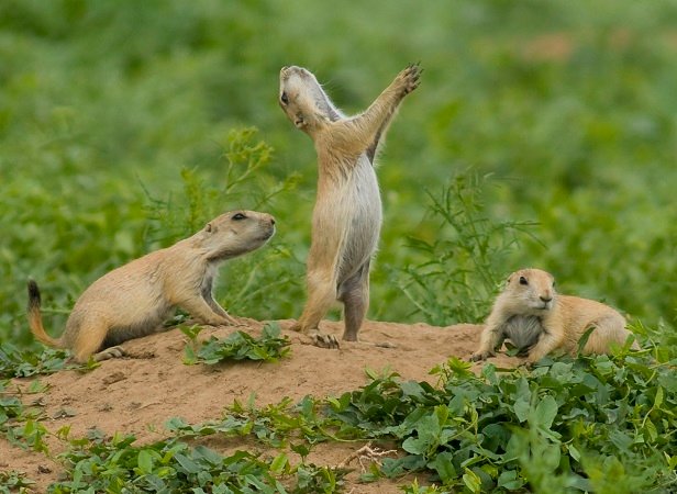 prairie dog pups USFWS MountainPrairie 2.0 and public.jpg