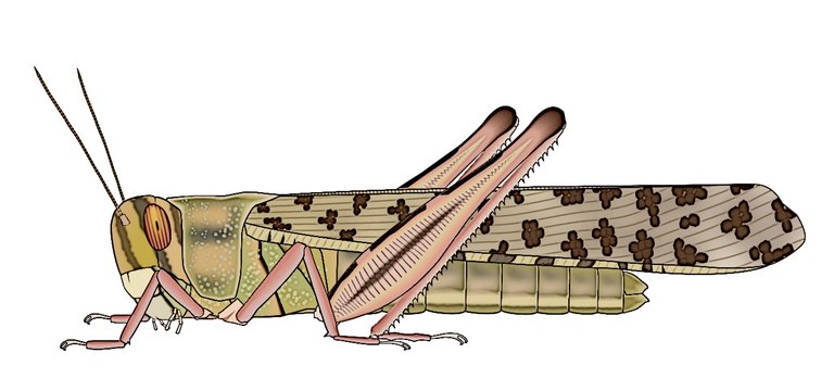 desser locust gregarious phase DataBase Center for Life Science DBCLS 4.0.jpg