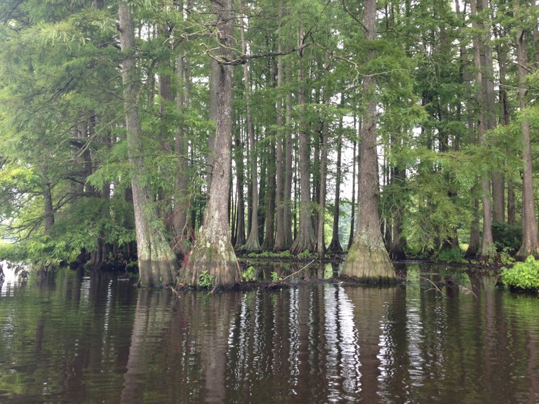 Bald Cypress credit Kej605 3.0.JPG