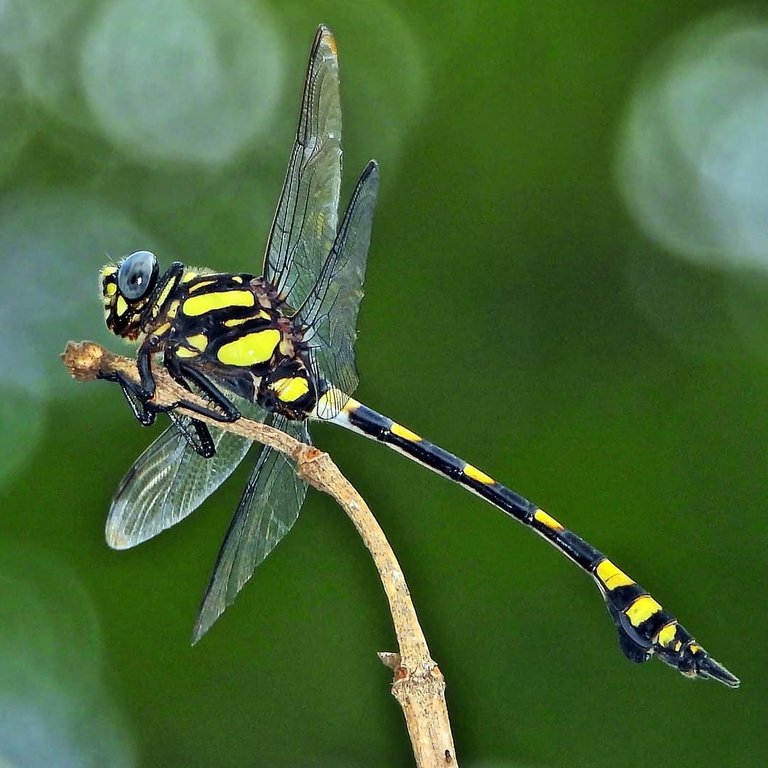 dragonfly Common Clubtail Dragonfly Aneesh15 sangli maharashtra state.jpg