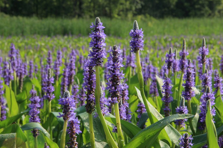 Pickerel Weed, Pontederia_cordata, credit Cephas 3.0.jpg