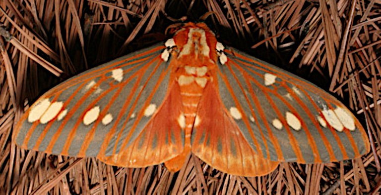 regal moth Citheronia_regalis patrick coin ccbysa2.5.jpg