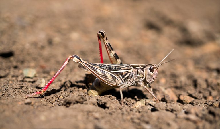 locust ovipositing_eggs_into_the_soil credit Retro Lenses 4.0.jpg