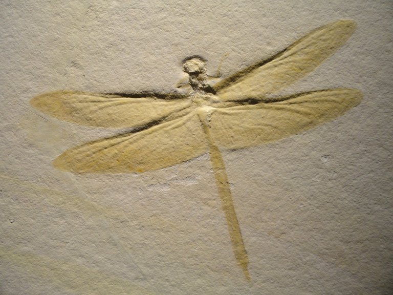 dragonfly Mesurupetala Late_Late_Jurassic, Daderot public.JPG