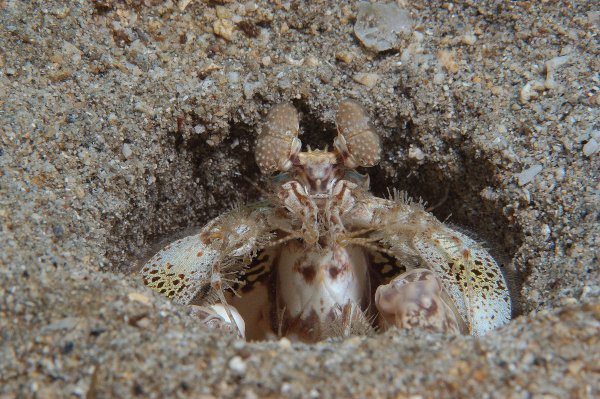 Mantis_Shrimp_Barry Peters from Greer, SC 2.0.jpg