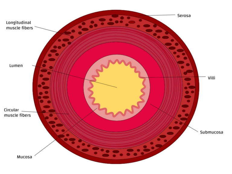 Cross_Section_of_a_Small_Intestine credit Jazlyn G 4.0.png