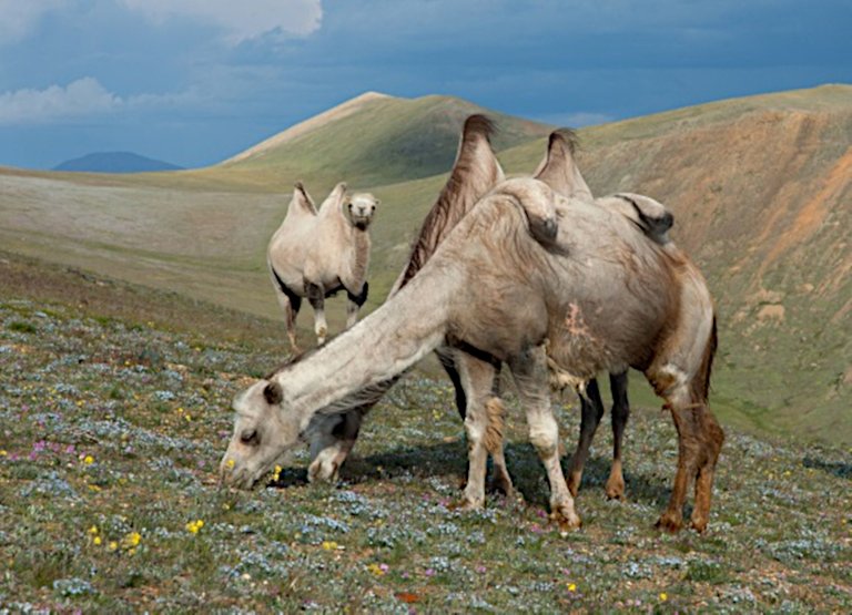 Camels3 in_the_Altai_Mountains_01 drooping hump Alexandr frolov 4.0.jpg