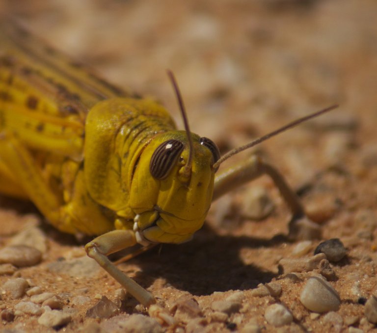 Desert Locust_head Adam Matan 3.0.jpg