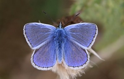 Common_blue_butterfly_Polyommatus_icarus_male_3 charles J. Sharp 4.0.JPG