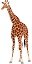 giraffe shaka.jpg