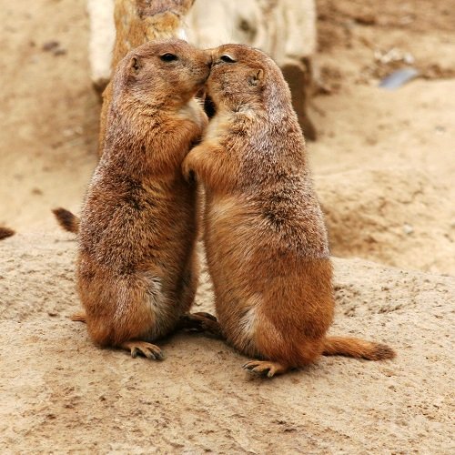 prairie dogs kissing Brocken Inaglory Photograph edited by Vassil cc3.0.jpg