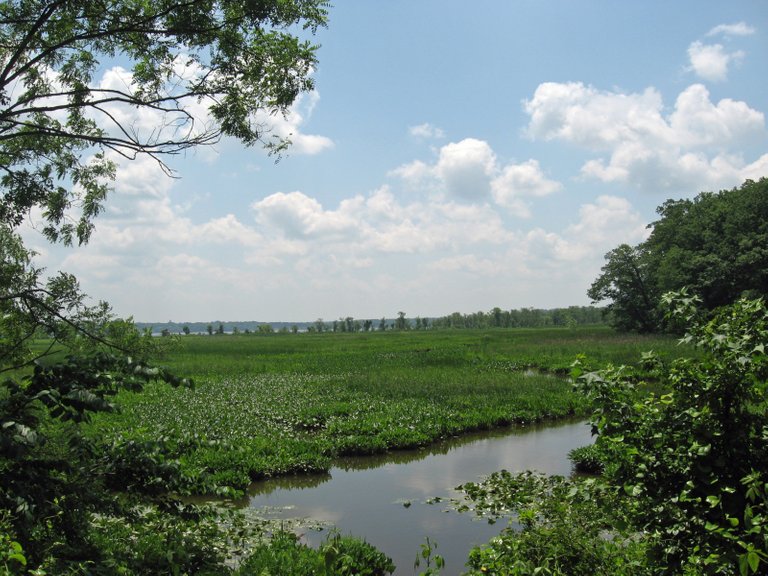 freshwater marsh Mason_Neck_NWR Fredlyfish4 3.0.JPG