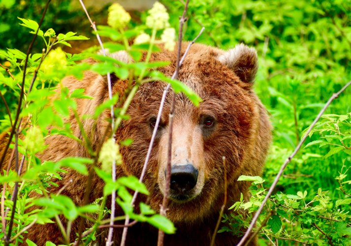 Grizzly_Bear_in_Alaska  Ashley Lee 4.0.jpg