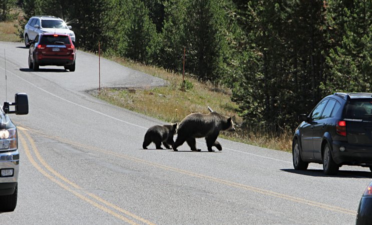 Grizzly_sow_and_cub_crossing_road_15258797231 Yellowstone National Park from Yellowstone NP, USA.jpg