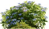 hydrangeas2763639_1920.jpg