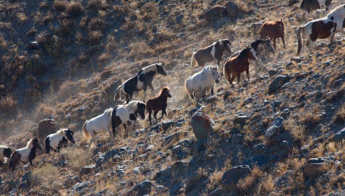 horse herd altai mountains Alexandr frolov 4.0.jpg