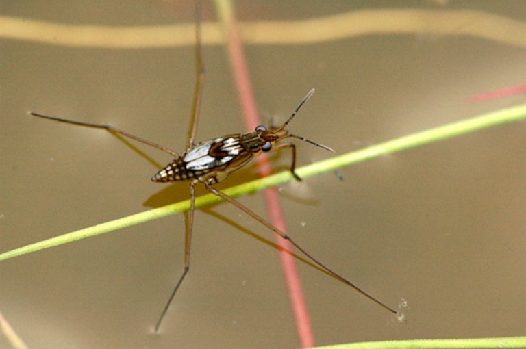 Gerris.gibbifer.nymph James Lindsey's Ecology of Commanster Site 2.5.jpg