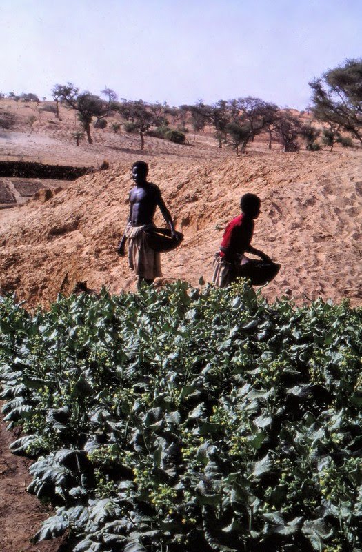 tobacco cultivation in Malawi Attribution Wouter van Beek 4.0.jpg
