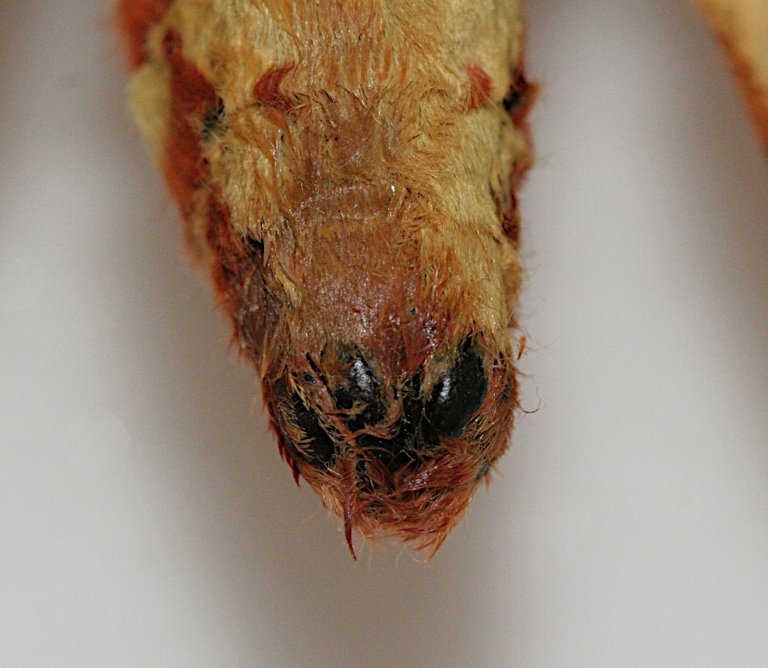 regal moth male claspers Citheronia_regalis_closed_claspers 3.0.jpg