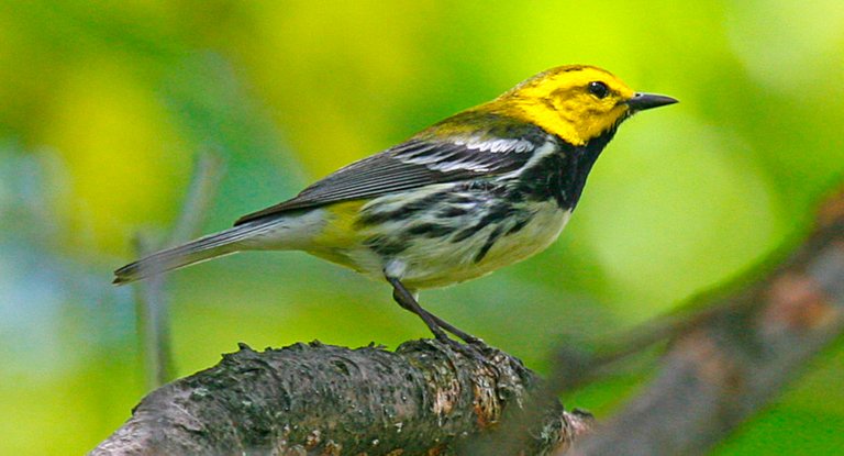 Black throated Green Warbler John Harrison at 3.0.jpg