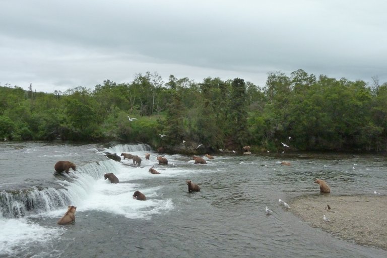 bears at_Brooks_Falls Katmai National Park and Preserve public.jpg