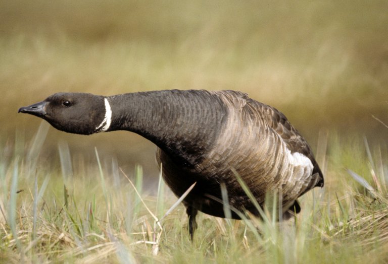 Brent_Goose__defensive_position  Tim Bowman, USFWS free.jpg