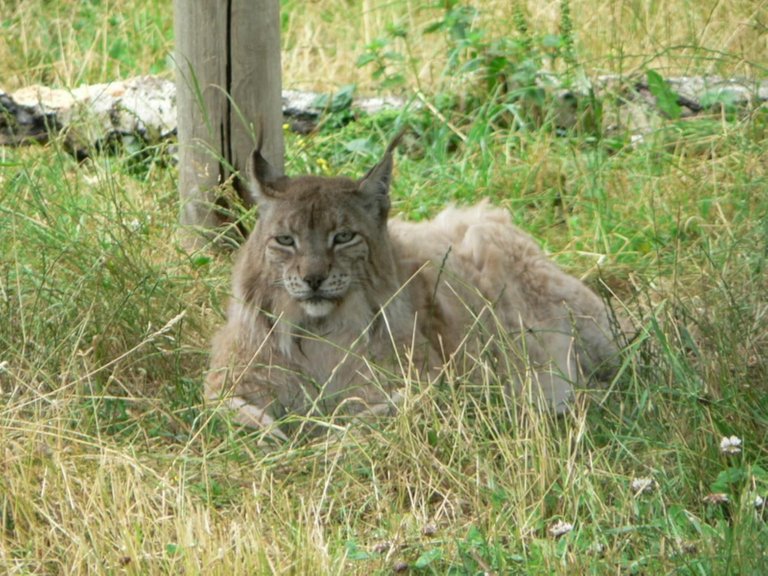 Lynx bobcat Rosendahl public.jpg