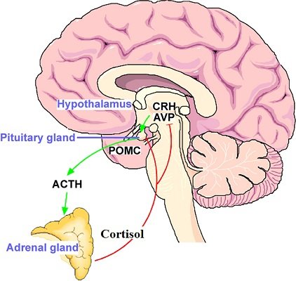 Hypothalamo–pituitary–adrenal_HPA_stress_axis.jpg