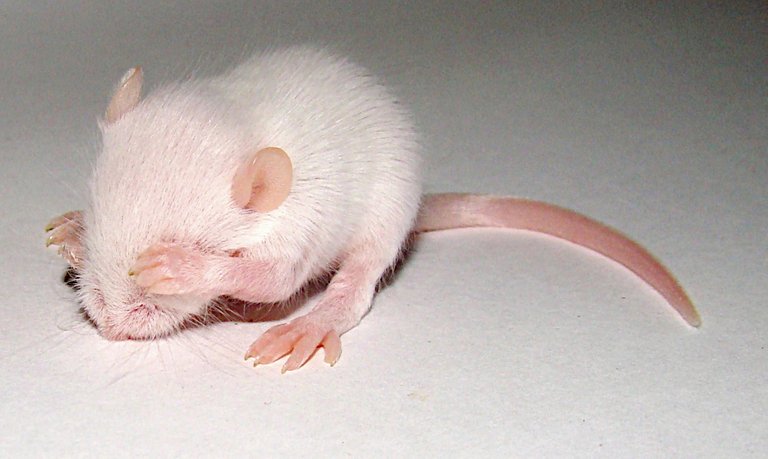 mouse credit PogrebnojAlexandroff free.JPG