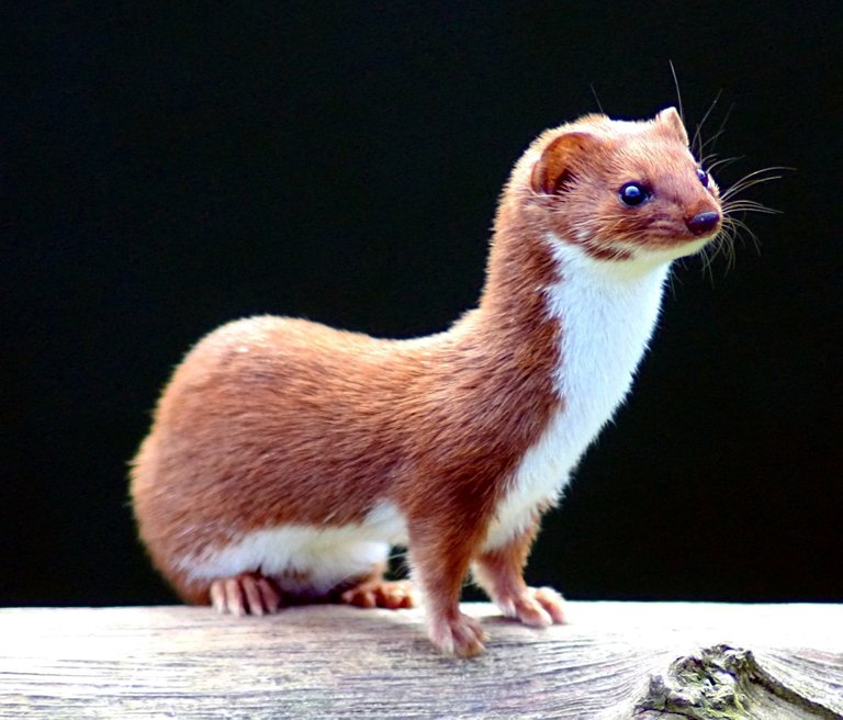 Weasel Mustela nivalis British Wildlife Centre4 Keven Law 2.0.jpg