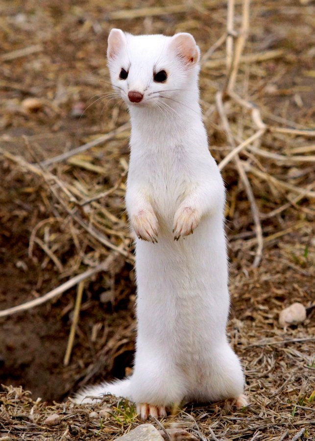 weasel I Am Weasel usfws free.jpg