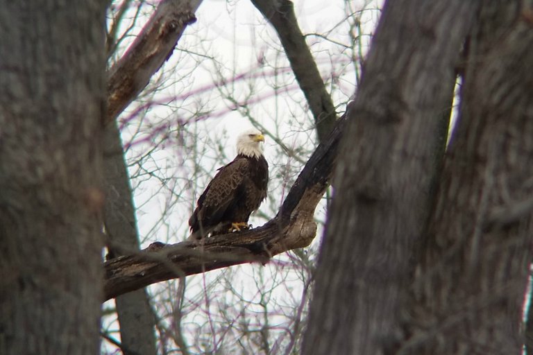 Bald Eagle mason neck state park vastateparksstaff 2.0.jpg